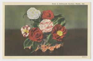 [Postcard of Bellingrath Flowers]