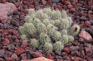 Primary view of object titled 'Cactaceae, Short-spined Strawberry Cactus, Echinocereus enneacanthus var. brevispinus'.