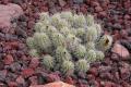 Thumbnail image of item number 1 in: 'Cactaceae, Short-spined Strawberry Cactus, Echinocereus enneacanthus var. brevispinus'.