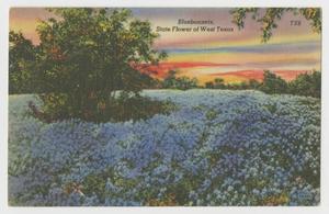 [Postcard of a Field of Bluebonnets]