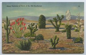 [Postcard of Southwestern Cacti]