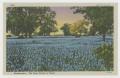 Postcard: [Postcard of Bluebonnet Field]