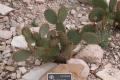Thumbnail image of item number 1 in: 'Cactaceae, Marble-fruit Prickly Pear, Opuntia strigil'.