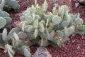 Thumbnail image of item number 1 in: 'Cactaceae, Chisos Prickly Pear, Opuntia chisoensis'.