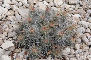 Cactaceae, Strawberry Cactus, Echinocereus stramineus