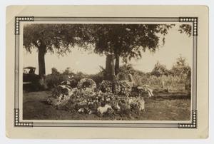 [Photograph of Graves]