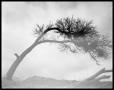 Photograph: Trees at Atlas Sand And Gravel