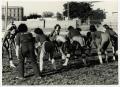 Thumbnail image of item number 1 in: '[Photograph of Students Playing Flag Football]'.