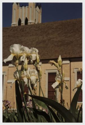 [Photograph of Irises at McMurry]