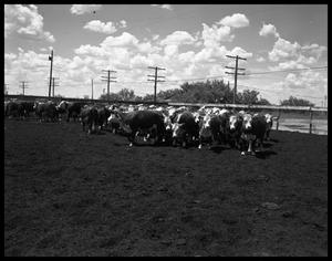 Cattle on Highway 80 East
