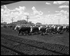 Cattle on Highway Eighty East