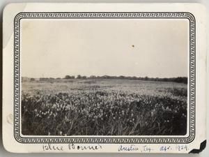 Primary view of object titled '[Bluebonnets in Austin, Texas]'.
