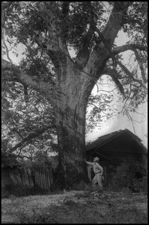 [Photograph of Man and Pecan Tree]