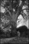 Photograph: [Photograph of Man and Pecan Tree]