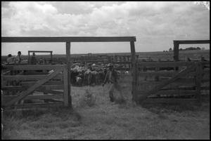 [Photograph of Cattle in Corral]