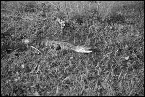 Primary view of object titled '[Photograph of Alligator]'.