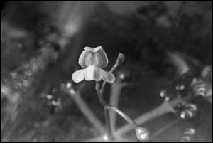 [Photograph of Utricularia (Bladderwort) Plant]