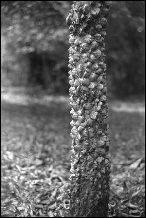 Primary view of object titled '[Photograph of Prickly Ash (Toothache Tree)]'.