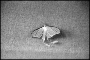 [Photograph of Luna Moth]