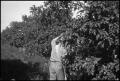 Primary view of [Photograph of a Man Picking Fruit]