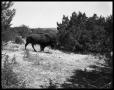 Photograph: Buffalo on Blackburn Ranch