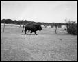 Photograph: Buffalo on Blackburn Ranch