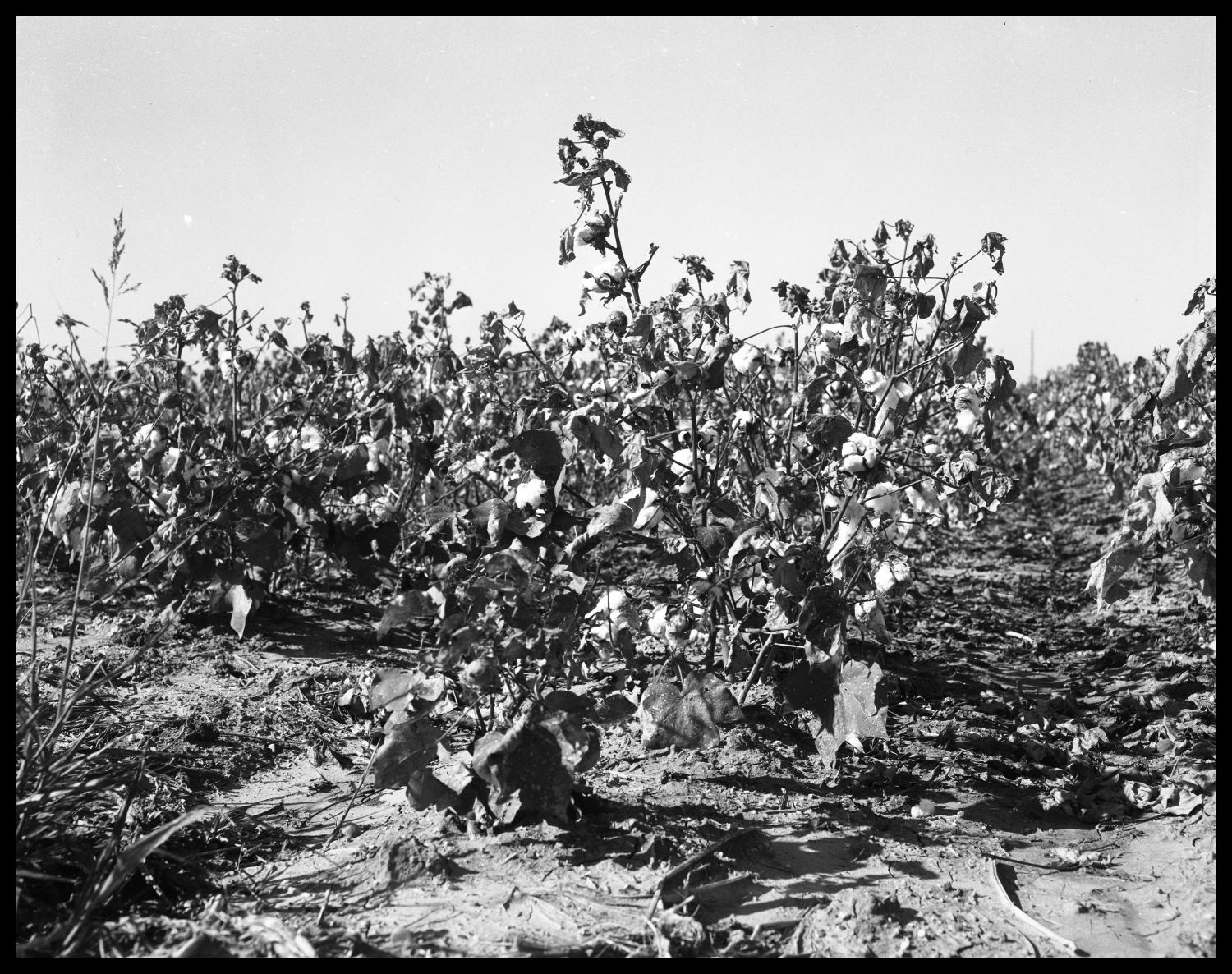 Cotton Field
                                                
                                                    [Sequence #]: 1 of 1
                                                