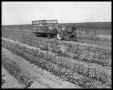 Photograph: Cotton Picking & Cotton Ginning