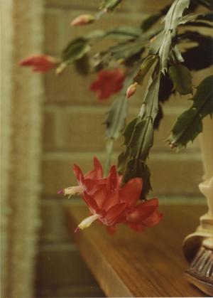 [Photograph of Red Flower]