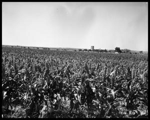 Crops at Miles and Winters, Texas