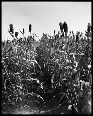 Crops at Miles and Winters, Texas #2