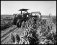 Photograph: Farmer with His Tractor and Crops