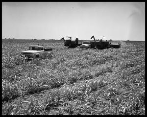 Crops at Miles and Winters, Texas