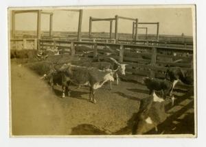 Primary view of object titled '[Cattle in Stockyard Pen]'.