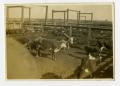 Primary view of [Cattle in Stockyard Pen]