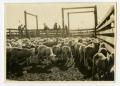 Primary view of [Sheep in Livestock Pens]
