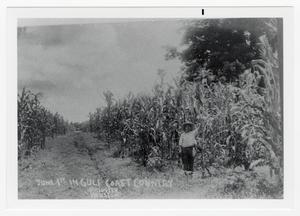 Primary view of object titled '[Man in Corn Field]'.