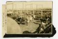 Thumbnail image of item number 1 in: '[Cattle in Stockyard Pen]'.