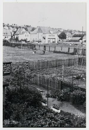 Primary view of object titled '[Photograph of Vegetable Gardens]'.