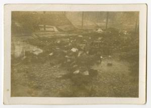 [Photograph of Bodies in Landsberg Concentration Camp]