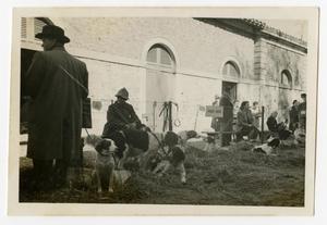 Primary view of object titled '[Photograph of Dog Show in France]'.