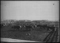 Photograph: [Herd of Cattle in an Enclosure]