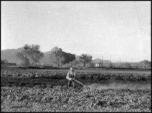 Primary view of object titled '[Man Spraying Pesticide on Crops]'.