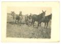 Thumbnail image of item number 1 in: '[Family with Mule and Horse Plows]'.