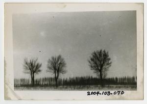 [Photograph of Tree Line in France]