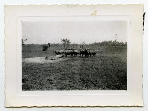 [Photograph of Cows in a Field]