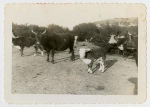 [Photograph of Cattle at Ranch]