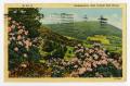 Postcard: [Postcard of Rhododendron in West Virginia Hills]