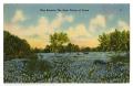 Primary view of [Postcard of Bluebonnet Field]