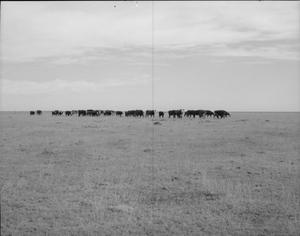 [Photograph of Cattle]